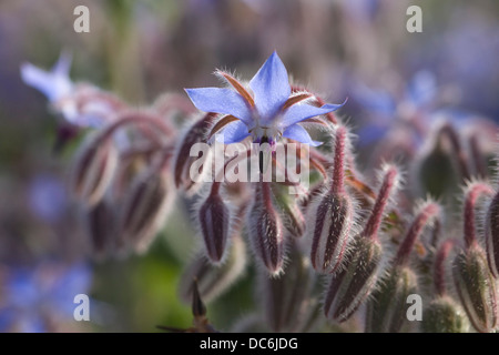 Borretsch Feld Borrango Officinalis auch bekannt als starflower Stockfoto