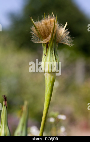 Tragopogon dubius, Same ball, Western Schwarzwurzeln Nahaufnahme Stockfoto