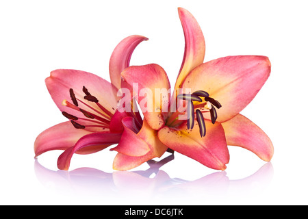 Lilie Blumen auf weißem Hintergrund. Makroaufnahme Stockfoto