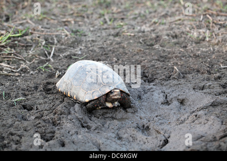 Red-footed Schildkröte, Chelonoidis Carbonaria aka jabuti Stockfoto