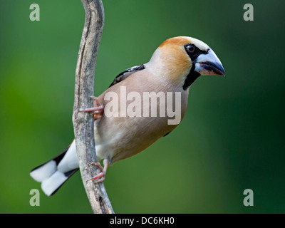 Männliche Kernbeißer thront auf Zweig Stockfoto