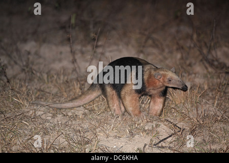 Südlichen Tamandua, Tamandua Tetradactyla aka weniger Ameisenbär, Kragen Ameisenbär, in der Nacht Stockfoto