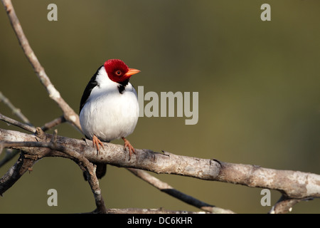 Gelb-billed Kardinal, Paroaria Capitata, thront im Sonnenlicht Stockfoto