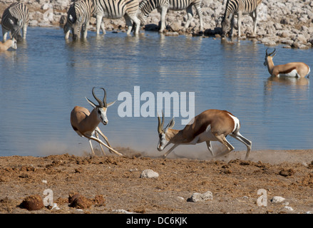 Bekämpfung der Springboks am Wasserloch Stockfoto