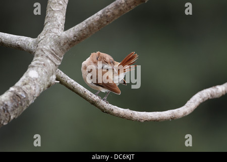 Rufous Hornero, Furnarius Rufus, Putzen zu Beginn des Tages Stockfoto