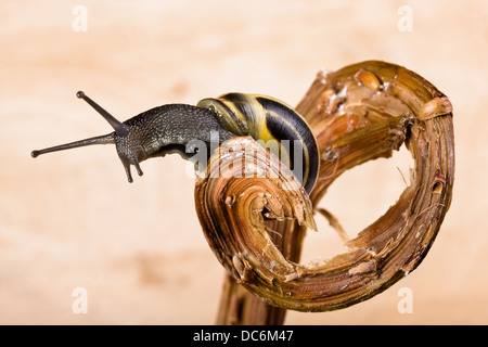 Garten Schnecke kriecht auf einem geschweiften Ast Stockfoto