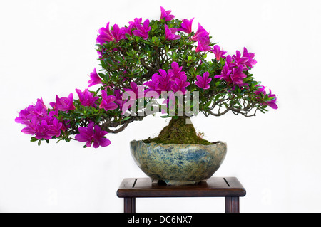 Rhodendron als Bonsai mit Blüten Stockfoto