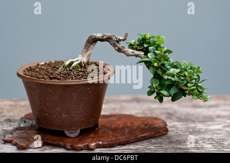 drachenbaum ikea Dracaena Marginata Bicolor Drachenbaum Zimmerpflanze mit grauem Topf 