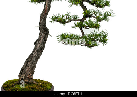 Nahaufnahme von einer weißen isoliert Föhre als Bonsai-Baum Stockfoto