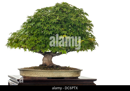 Japanischer Ahorn (Acer Palmatum Kiyohime) isoliert als Bonsai-Baum weiß ist Stockfoto