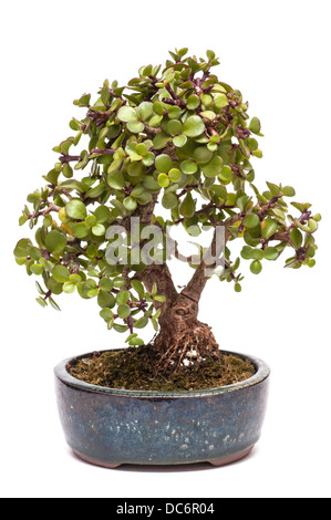 eibe 200 cm preis Taxus baccata main image 1