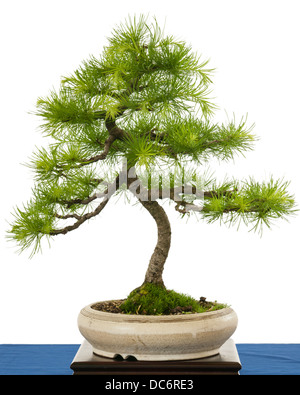 Grüne Europäische Lärche (Larix Decudia) als Bonsai-Baum in einem Topf Stockfoto