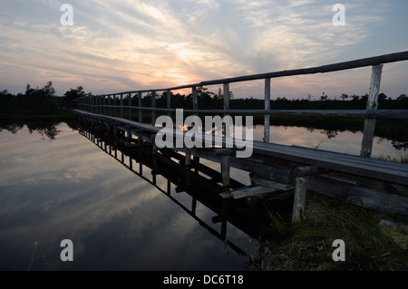 Männikjärve Moor-Wanderweg In Endla Nature Reserve Estland Stockfoto