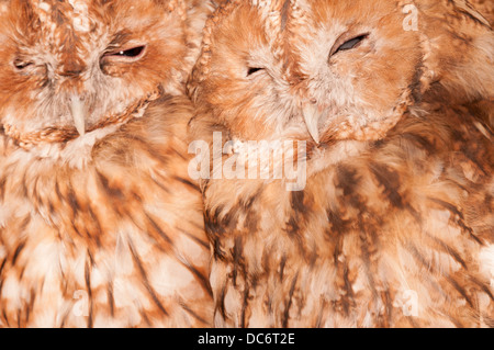 Zwei Waldkäuze (Strix Aluco) drängen sich zusammen für Wärme Stockfoto