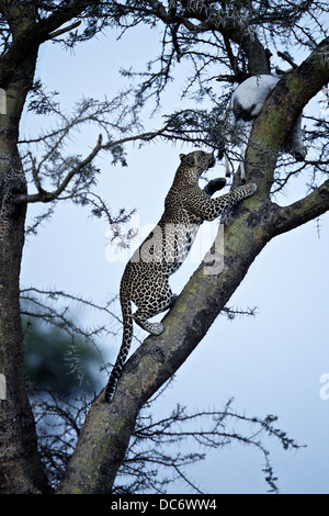Leopard klettert Baum um seine Tötung abzurufen. Serengeti Tansania Stockfoto