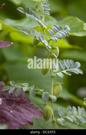 Blüte und Fruting Kichererbsen Cicer Arietinum Pflanzen wachsen in A Gemüsegarten Stockfoto