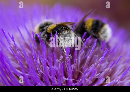 Cynara Cardunculus Distel mit Bienen sammeln und in Pollen bedeckt