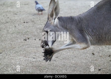 Weibliche rote Känguru Grooming Pfoten (Macropus Rufus) Stockfoto