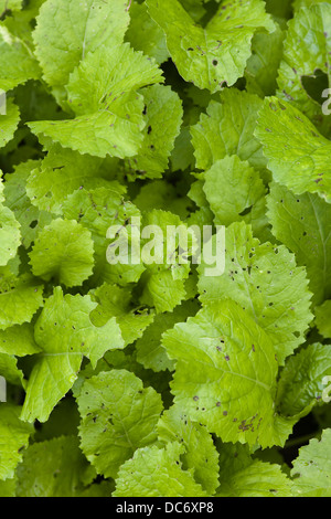 Vietnamesische Senf Brassica Juncea wächst in einem Gemüsegarten Stockfoto