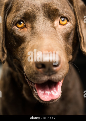 Chocolate Labrador Retriever Studioportrait Stockfoto