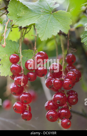Rote Johannisbeere französische Junifer Ribes rubrum Stockfoto