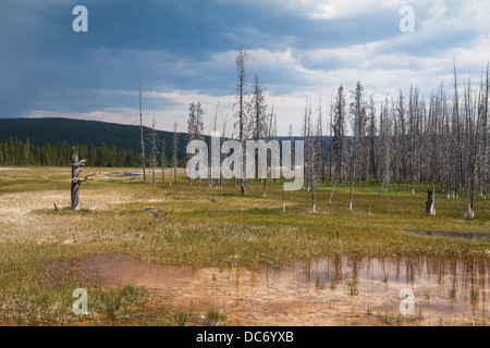 Tote Bäume stehen in Yellowstone - Feuer verwüsteten Wald 1988 Stockfoto