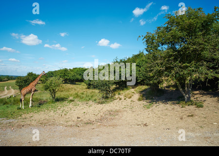 Blick über die Felder im Port Lympne Wild Animal Park in der Nähe von Hythe Kent UK Stockfoto