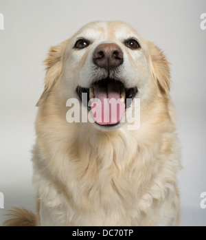 Golden Retriever-Collie Mix gekreuzt Hybrid bekannt als Gollie oder goldene Collie Stockfoto