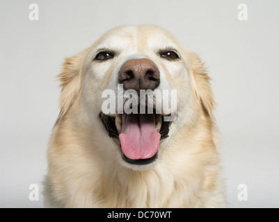 Golden Retriever-Collie Mix gekreuzt Hybrid bekannt als Gollie oder goldene Collie Stockfoto