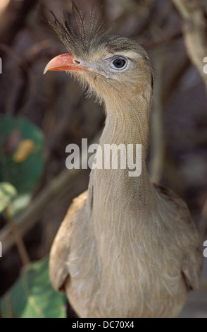 Kamm des rotbeinige Seriema (Cariama Cristata), große, langbeinige terrestrischen Vogel im Pantanal Matogrossense, Brasilien. Stockfoto