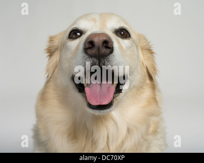 Golden Retriever-Collie Mix gekreuzt Hybrid bekannt als Gollie oder goldene Collie Stockfoto