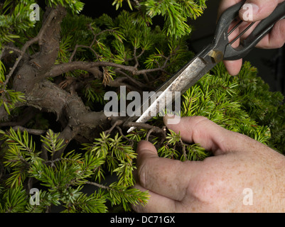 Beschneiden, Verkabelung, trimmen und Gestaltung eines Bonsai - japanische Kunstform, Miniaturbaum in Bon (Low-seitig Topf oder Tray) Stockfoto