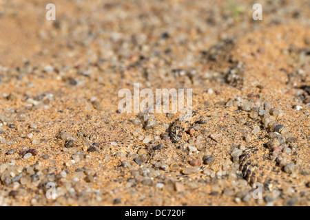 Peringuey Addierer (vorwärtsschlängelnden Adder) (Bitis Peringueyi), versteckt im Sand, Wüste Namib, Namibia, Mai 2013 Stockfoto