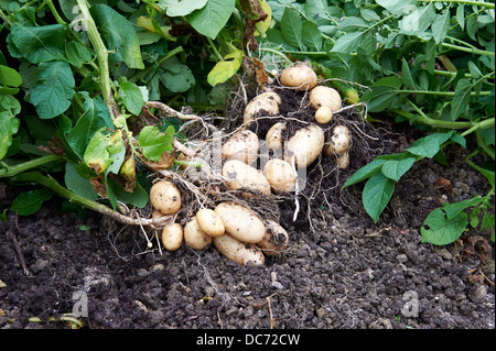 Kartoffelpflanzen und frisch angehobene Kartoffeln "Maris Piper" in pflanzliche Patch, England, UK. Stockfoto