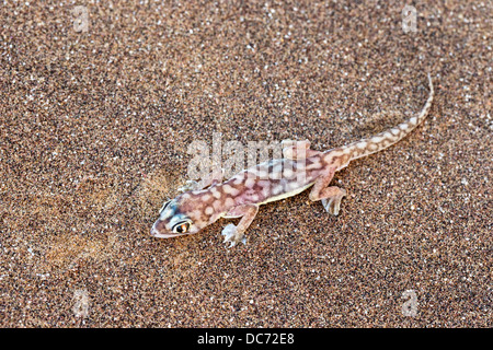 Webfooted Gecko (Palmatogecko Rangei), Namib-Wüste, Namibia, April 2013 Stockfoto