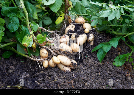 Kartoffelpflanzen und frisch angehobene Kartoffeln "Maris Piper" in pflanzliche Patch, England, UK. Stockfoto