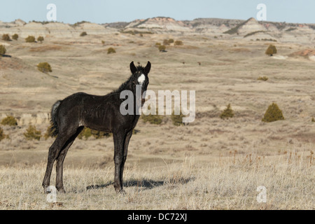 Verwilderte (Wildpferd), Theodore-Roosevelt-Nationalpark, Fohlen Stockfoto