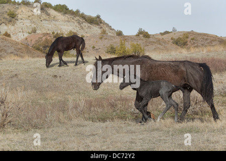 Wild (Wild) Pferd, Theodore-Roosevelt-Nationalpark Stockfoto