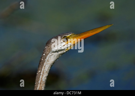 Darter (Schlange-Vogel) in Bharatpur, Indien. (Anhinga Melanogaster) Stockfoto