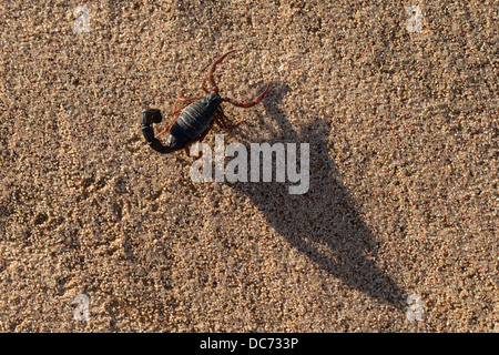 Schwarz (behaarte Thicktailed) Skorpion (Parabuthus Villosus), Namib-Wüste, Namibia, April 2013 Stockfoto