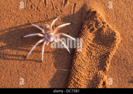 Tanzende weiße Dame Spinne (Leucorchestris Interpretation) mit Seide Futter aus Höhle (ausgegraben von Schakal), Namib-Wüste, Namibia Stockfoto