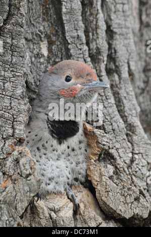 Nördlichen Flicker (Colaptes Auratus) Stockfoto