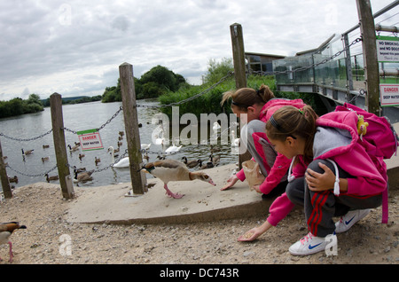 Kinder Fütterung Gänse Stockfoto