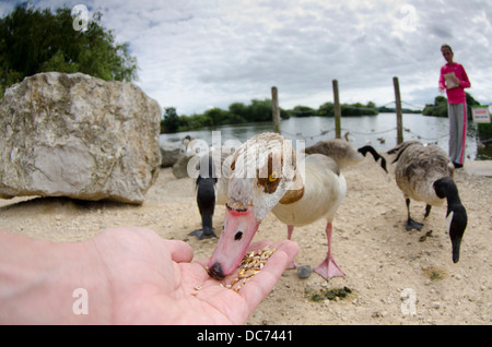 Nilgans Samen von hand nehmen Stockfoto