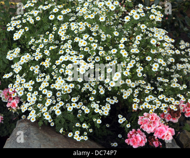 Das Mutterkraut, Heilpflanze wächst in einem irischen Garten Stockfoto