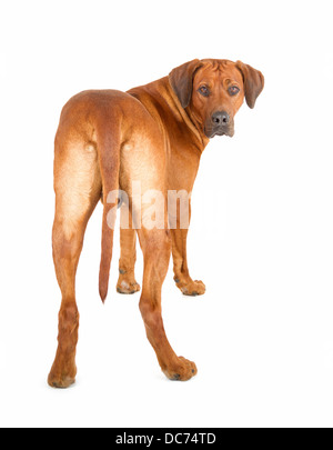Rhodesian Ridgeback isoliert auf weißem Hintergrund Stockfoto
