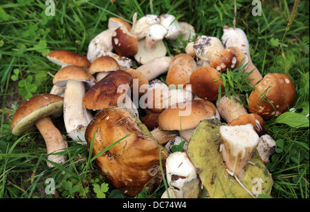 Pilze auf dem Rasen Stockfoto