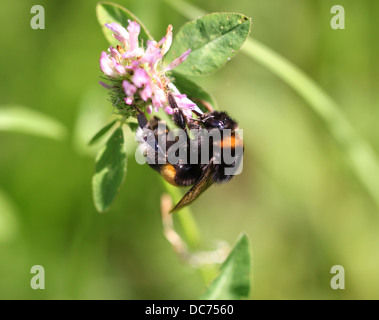 Hummeln auf Distel Makro Ernte Stockfoto