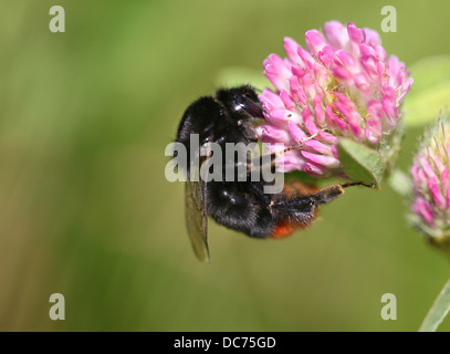 Hummel auf Klee Stockfoto