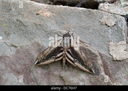 Liguster Hawkmoth, Sphinx Ligustri auf Steinmauer Stockfoto